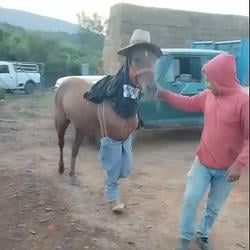 HORSE + PANTS