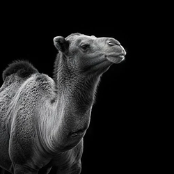 Camel