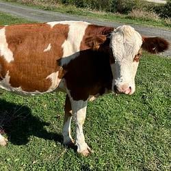 MemeCOW