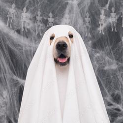 GHOSTDOG