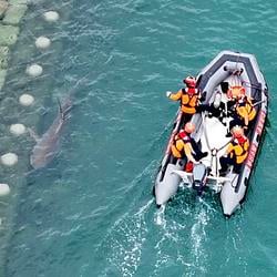 SHARK