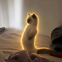 Meercat
