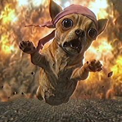 chihuahua