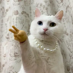 peacecat / SOL