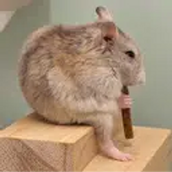 PAKOMI