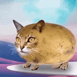 PCAT
