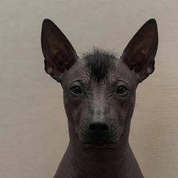 XOLO