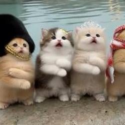 MEOW / WBNB