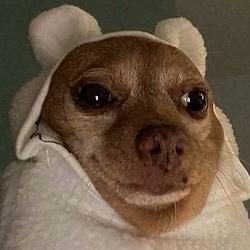 $BEARHAU