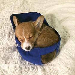 DOG IN HAT logo