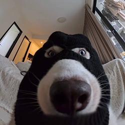$DOGMASK / SOL