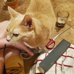 madcat