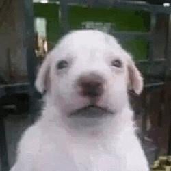 Bruno
