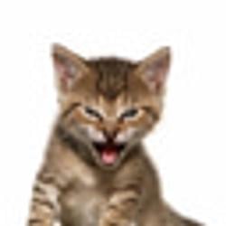 Roaring Kitty