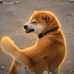 DOGESH