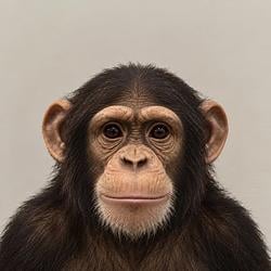 APE