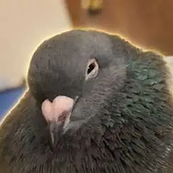 Bertie