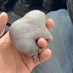 PUGGLE / BNB