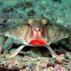 Batfish