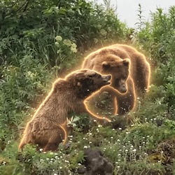 Bear / SOL