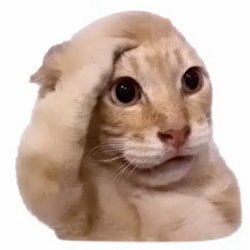 bruh