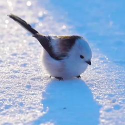 TIT