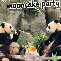 panda