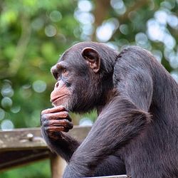 The Wallstreet Monkey logo