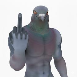 PIGEONS / SOL