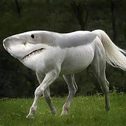 SHORSE