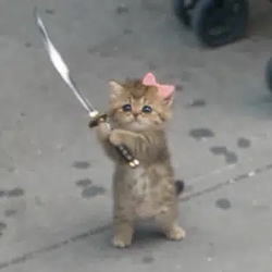 catanacat