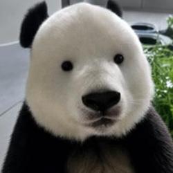 彪眼熊猫