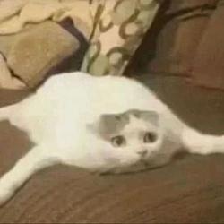 flatcat