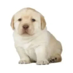 PERRO