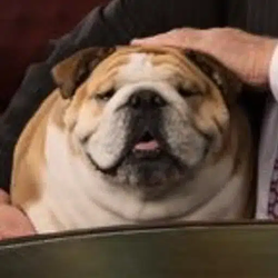 Babydog / DJT