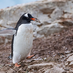 GENTOO