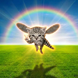 meowsquitto / SOL