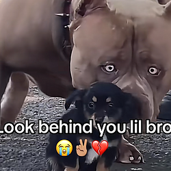 LILBRO