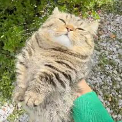 chonky