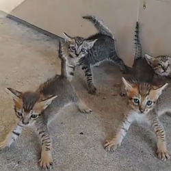 CatsArmy