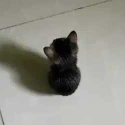 Meowlecule
