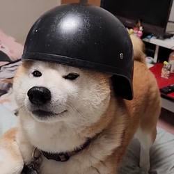 trenchdog