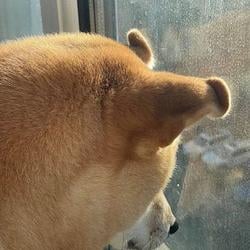 PUMPDOGE